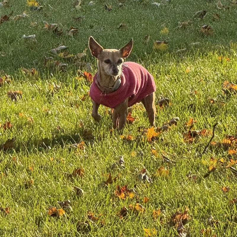 Bambi thumbnail 3
