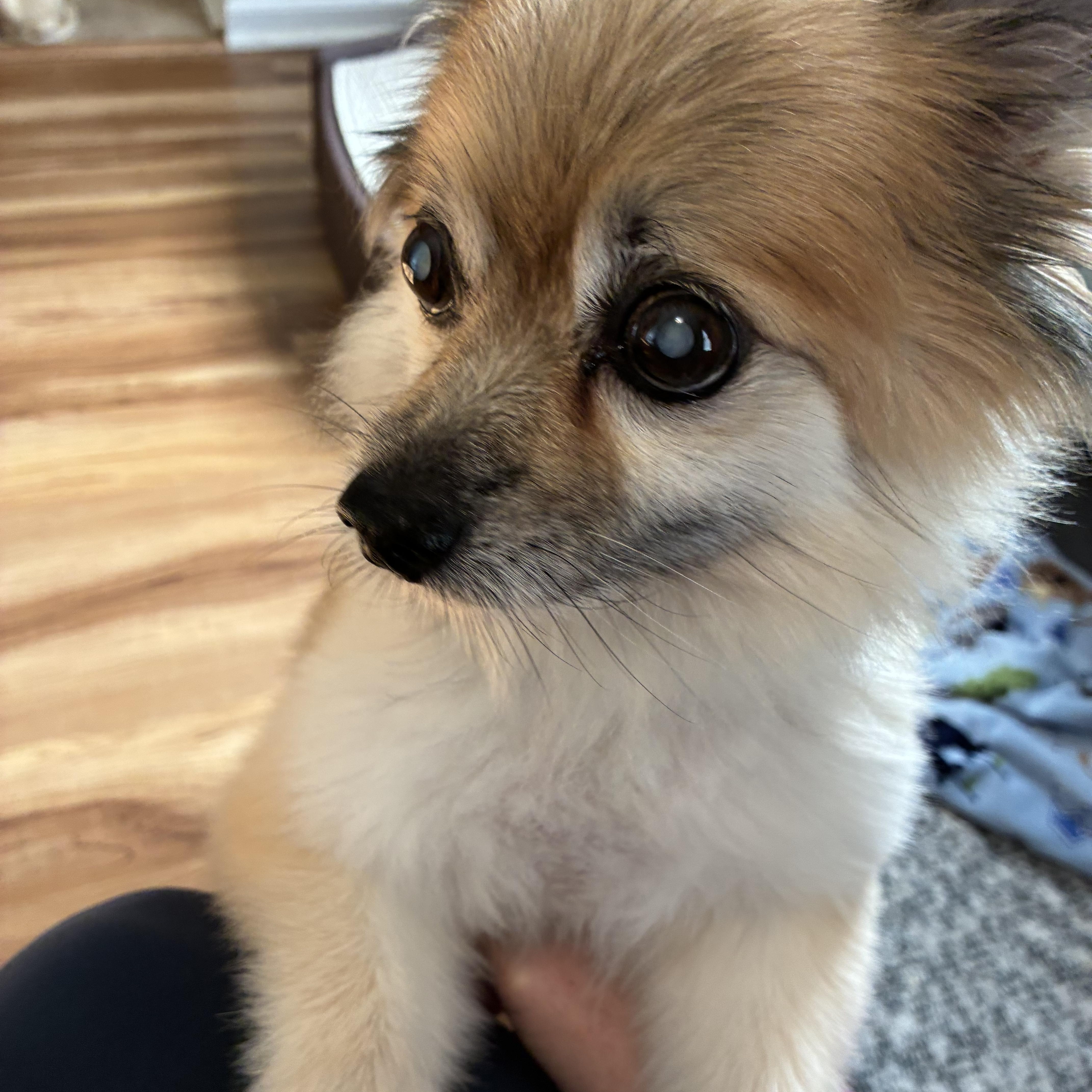 A senior small-sized female Tricolor (Brown, Black, & White) Pomeranian dog named Lovley Lucy for adoption in Stamford, CT