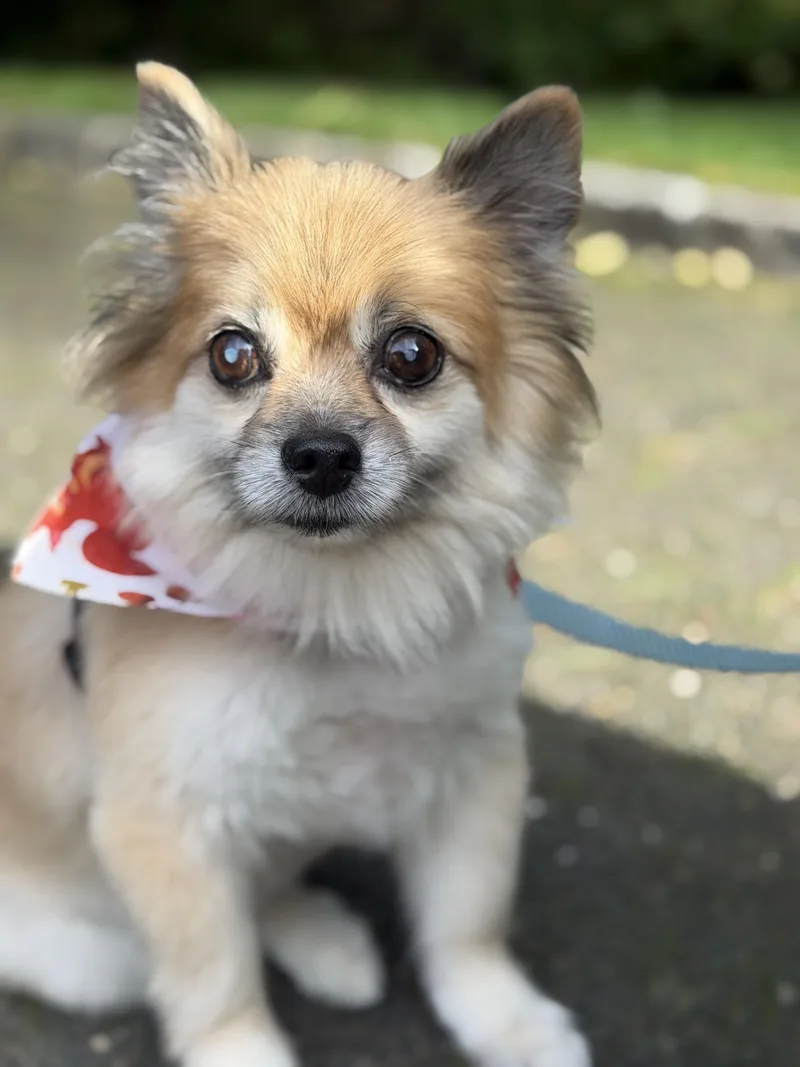 Lovley Lucy thumbnail 3