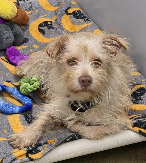 An adult medium-sized female Terrier dog named Lake for adoption in Escondido, CA