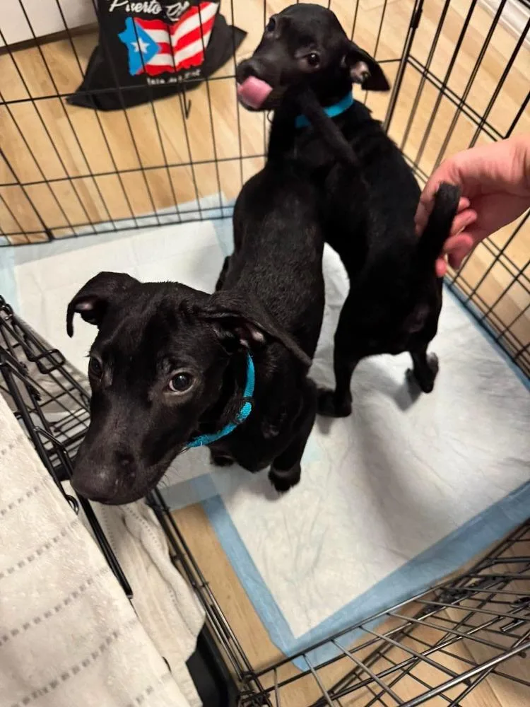 A baby medium-sized male Tricolor (Brown, Black, & White) Retriever dog named Fester for adoption in Valley Stream, NY