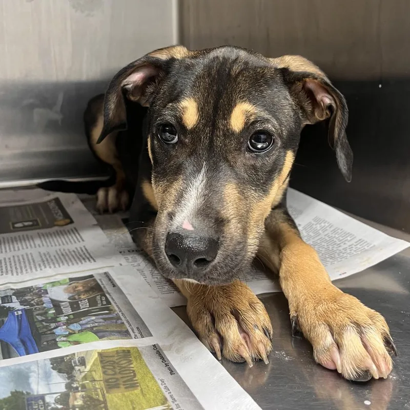 A baby small-sized female Black Doberman Pinscher dog named Velvet Furr for adoption in Hattiesburg, MS