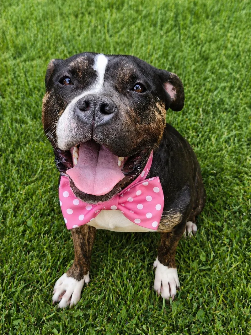 A young large-sized male Brindle American Bully dog named Moose for adoption in Los Angeles, CA