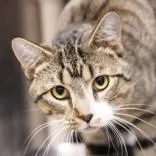 An adult medium-sized male Tabby (Brown / Chocolate) Domestic Short Hair cat named Boots for adoption in Hilliard, OH