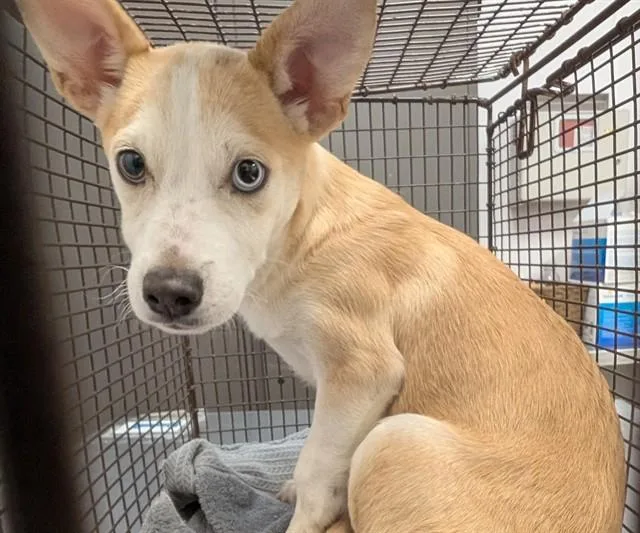 A baby small-sized male Siberian Husky dog named Stitch for adoption in Tucson, AZ