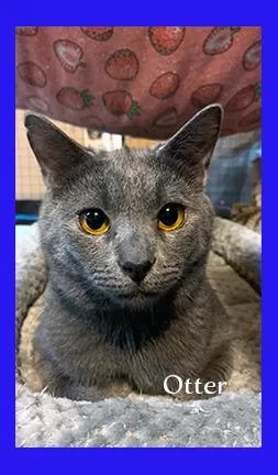 An adult medium-sized male Domestic Short Hair cat named Otter for adoption in Hoover , AL