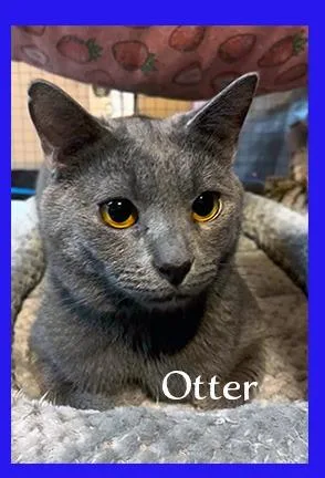 Otter thumbnail 2