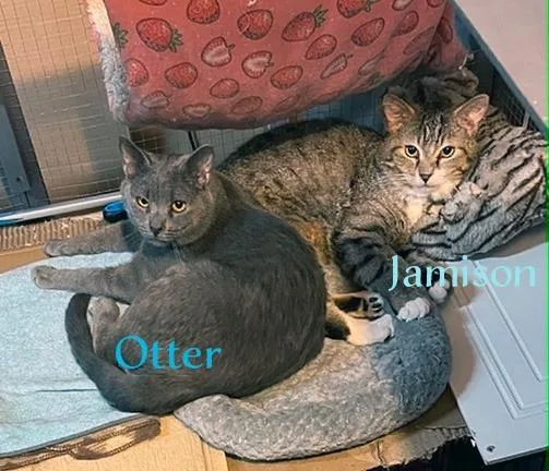 Otter thumbnail 3