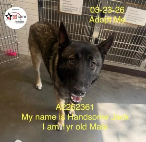 A young large-sized male Belgian Shepherd / Malinois dog named Handsome Jack for adoption in Los Angeles, CA