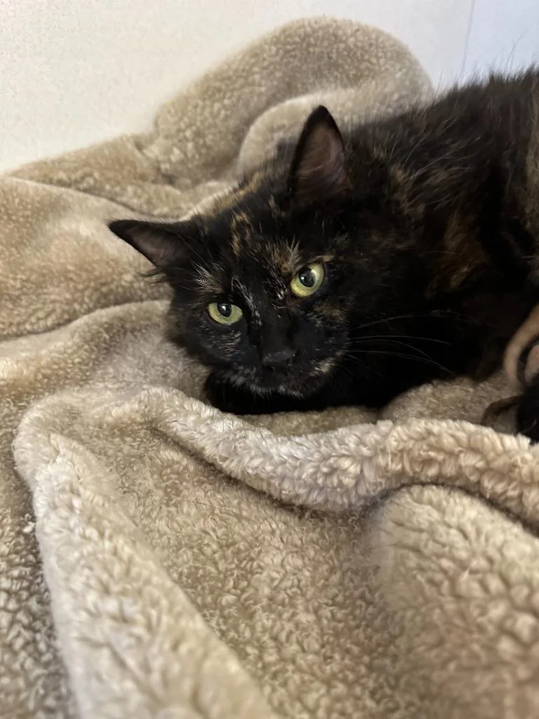 Bellatrix thumbnail 2