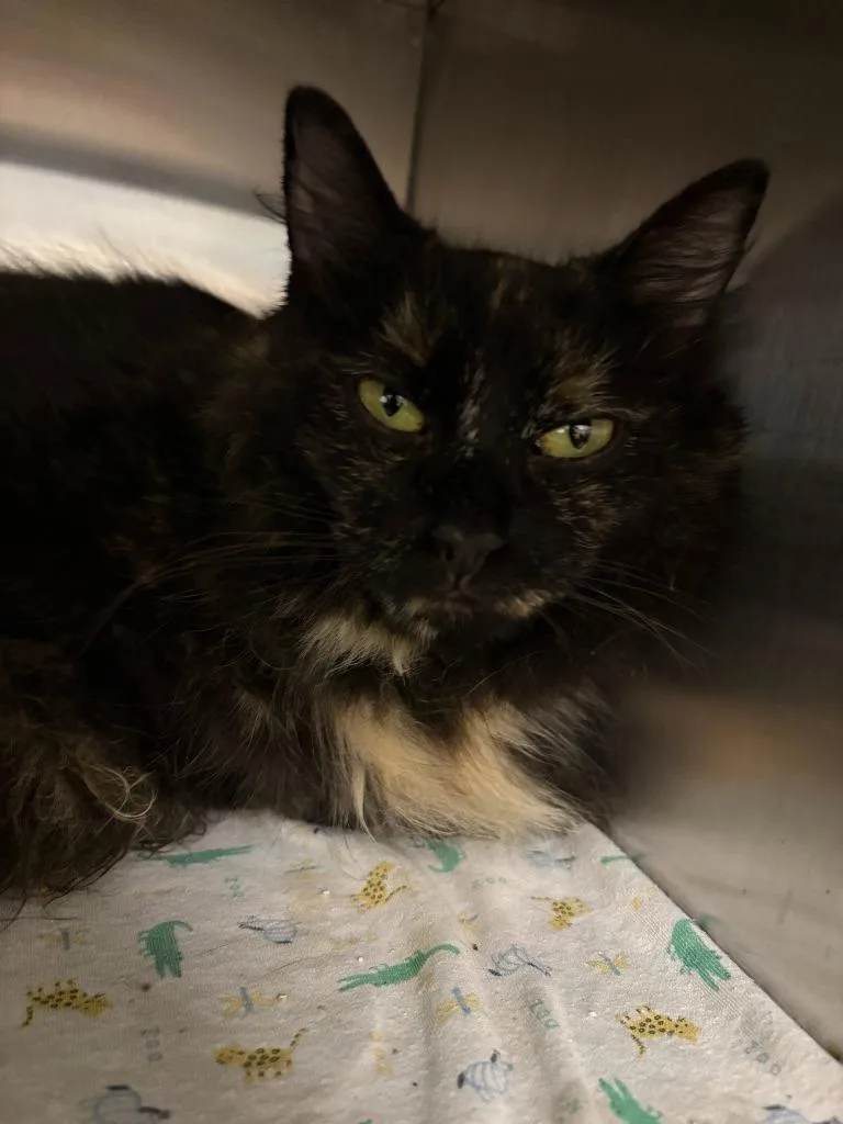 Bellatrix thumbnail 3