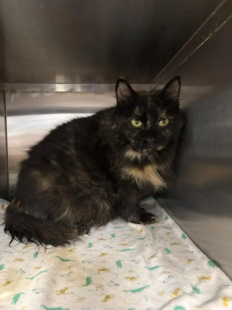 Bellatrix thumbnail 4