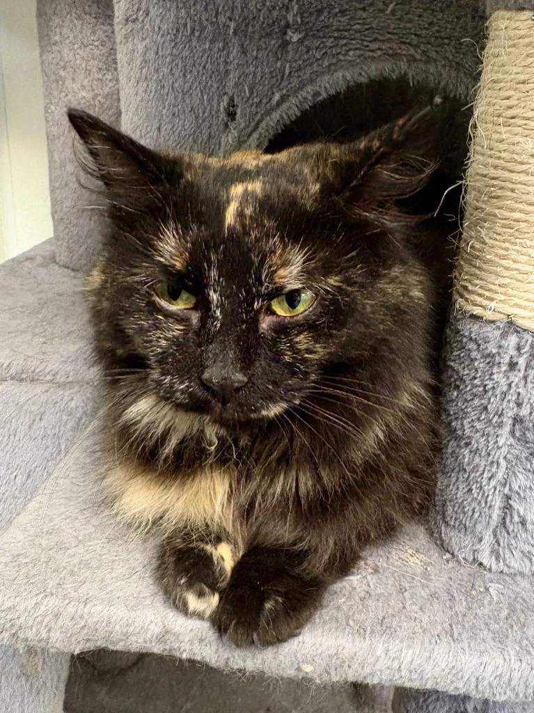 Bellatrix thumbnail 5