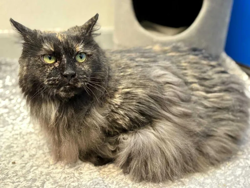 Bellatrix thumbnail 6