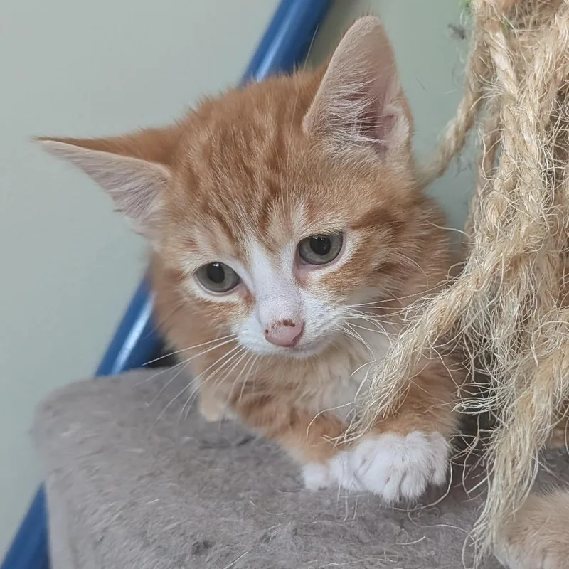 A baby small-sized male Orange / Red Domestic Short Hair cat named Mango Gelato in Frederick for adoption in Alexandria, VA