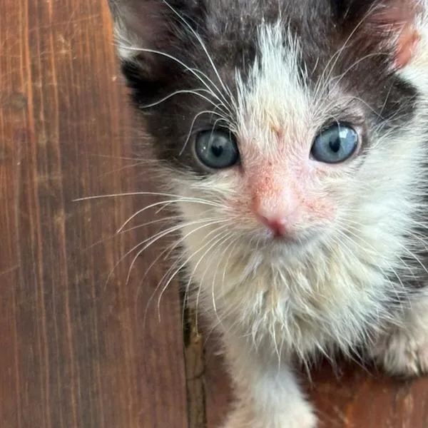 A baby small-sized female Domestic Medium Hair cat named Molly for adoption in Webster, TX
