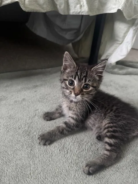 A baby medium-sized female Domestic Short Hair cat named Cream Puffs for adoption in Cincinnati, OH