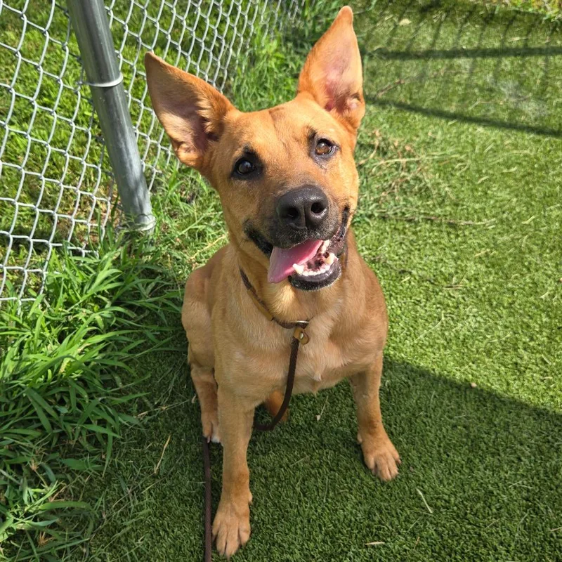 An adult medium-sized male Shepherd dog named Denton for adoption in Chattanooga, TN