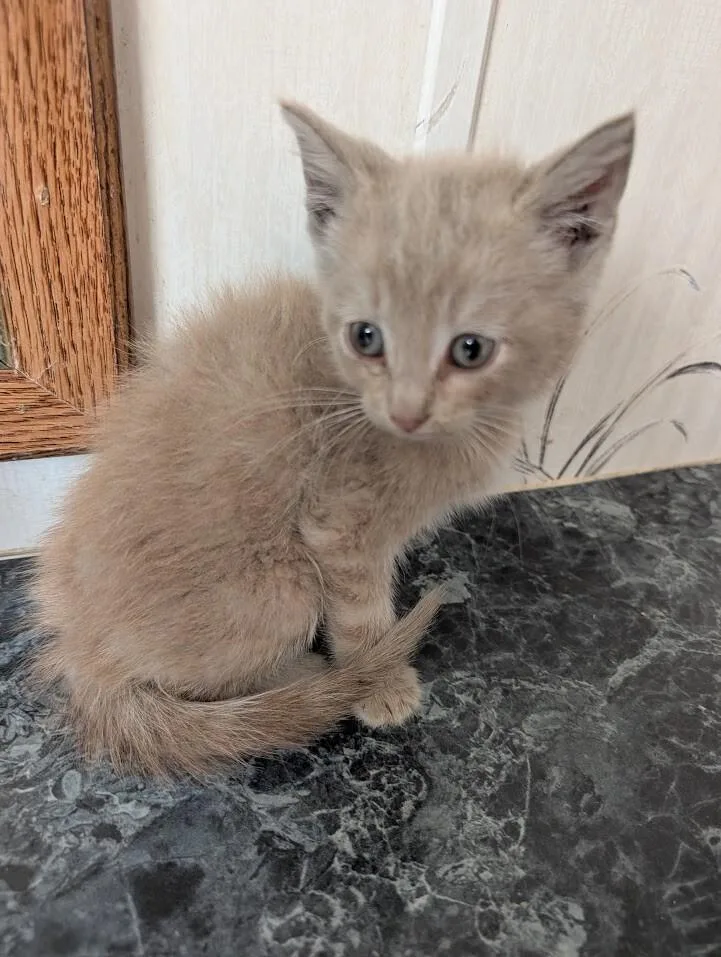 A young medium-sized male Tabby (Buff / Tan / Fawn) Domestic Short Hair cat named Chevy for adoption in Adrian, MI
