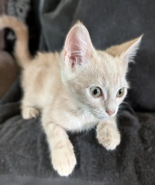 Chevy thumbnail 3