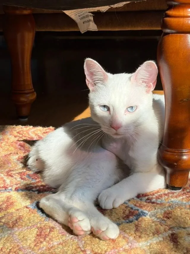 A young medium-sized female Domestic Short Hair cat named Mila for adoption in Rochester, WA