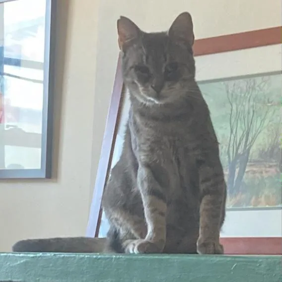 An adult small-sized female Gray / Blue / Silver American Shorthair cat named Celia for adoption in Brooklyn, NY