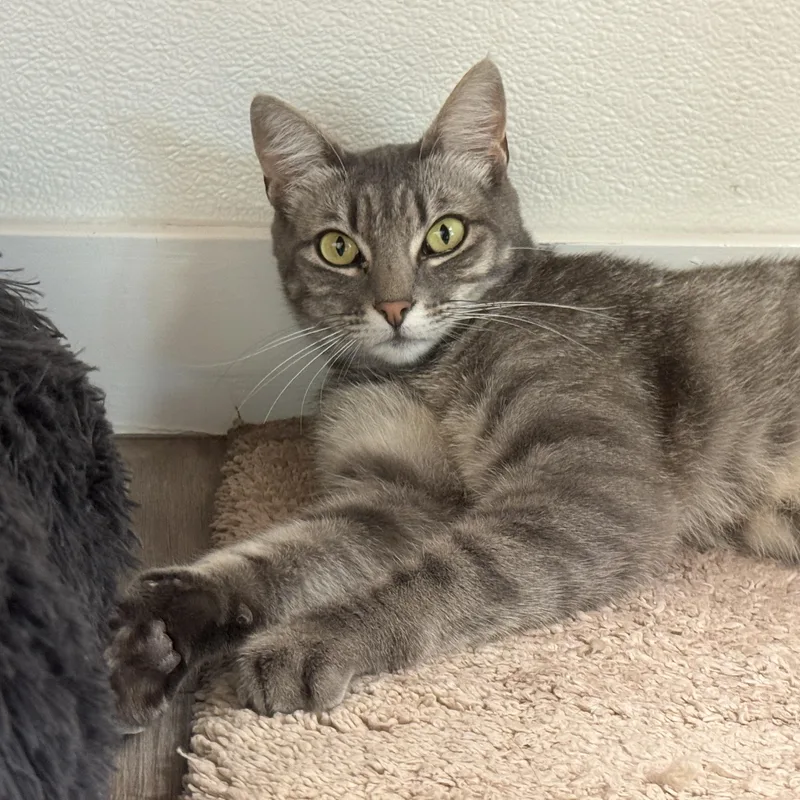 An adult medium-sized female Tabby (Gray / Blue / Silver) Domestic Short Hair cat named Winnie for adoption in San Carlos, CA