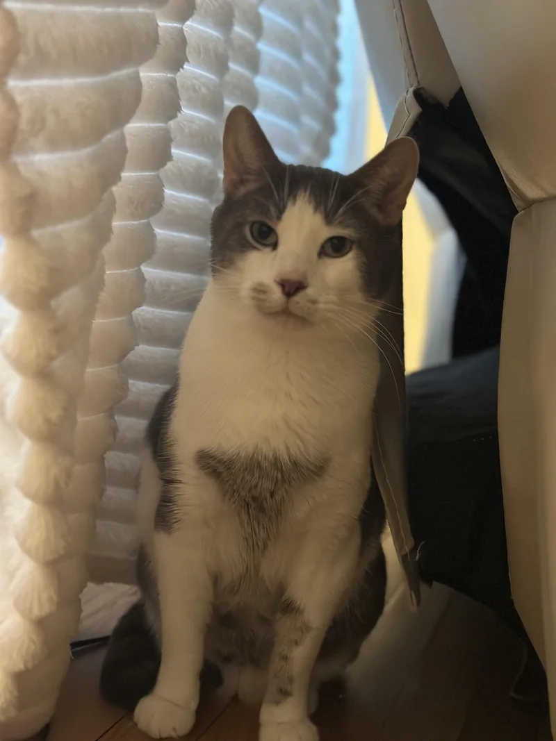 An adult medium-sized male Gray & White Domestic Short Hair cat named Rory for adoption in Sterling Heights, MI