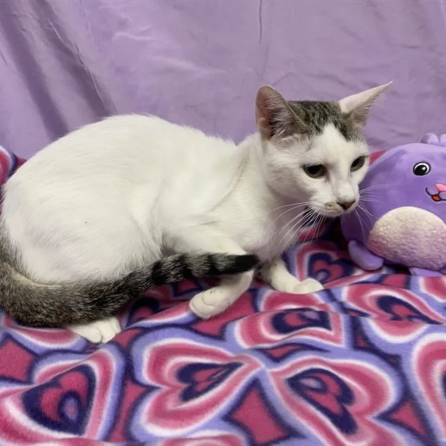 A young medium-sized female Domestic Short Hair cat named Splash for adoption in Modesto, CA