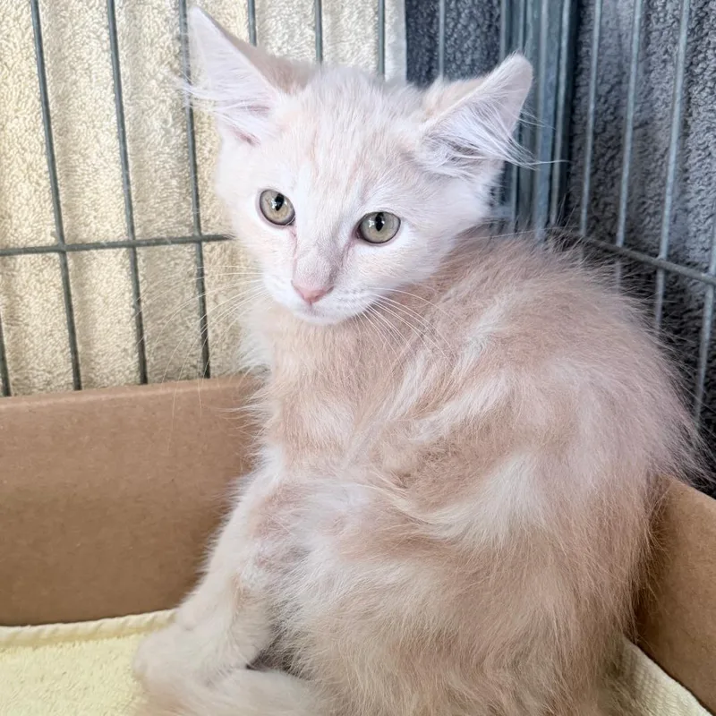 A baby small-sized male Cream / Ivory Domestic Medium Hair cat named Marimekko for adoption in Palm Springs, CA