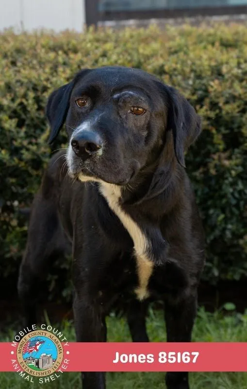 An adult medium-sized male Black Mixed Breed dog named Jones for adoption in Mobile, AL
