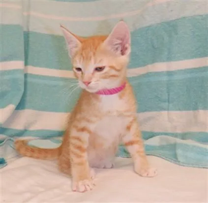 A baby small-sized male Domestic Short Hair cat named Brendan for adoption in San Jose, CA