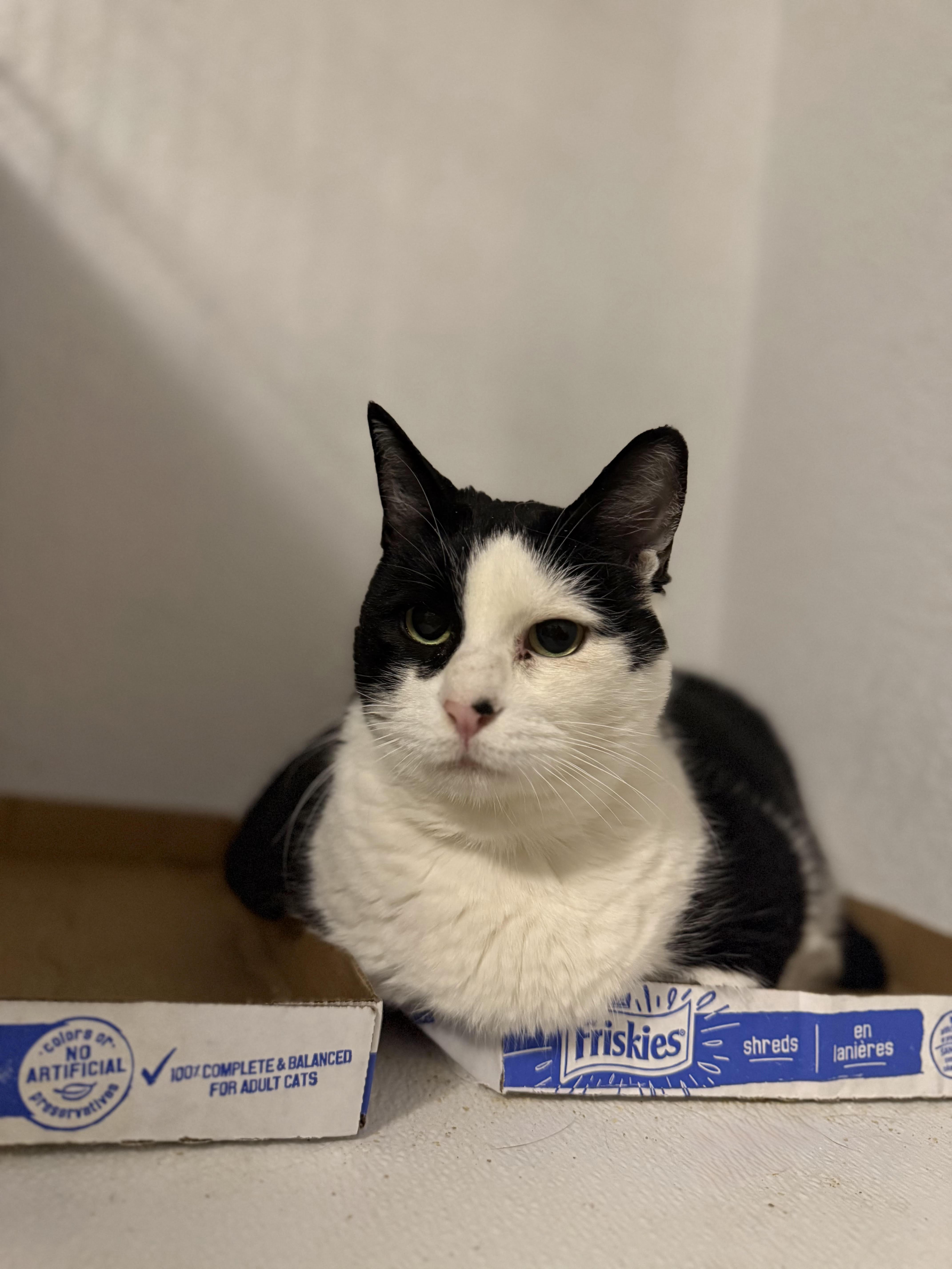 A senior medium-sized female Black & White / Tuxedo American Shorthair cat named Lady for adoption in Fertile, MN