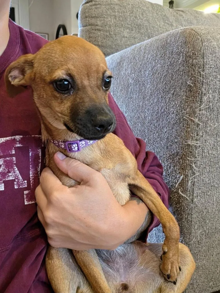 A baby small-sized female Chihuahua dog named Gabby for adoption in Salt Lake City, UT