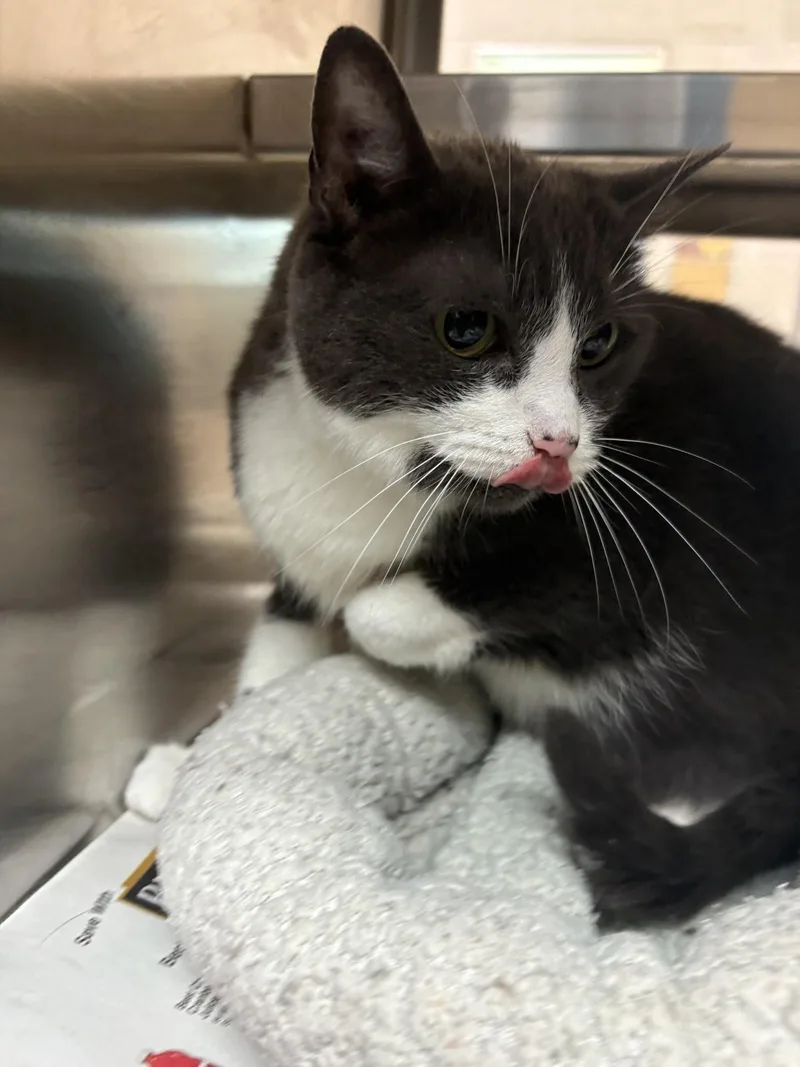 An adult medium-sized female Domestic Short Hair cat named "Chicken wing" for adoption in Leavenworth, KS
