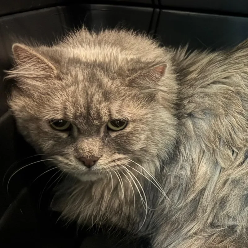 A senior large-sized female Gray / Blue / Silver Domestic Long Hair cat named Thumper for adoption in Lakewood, CO