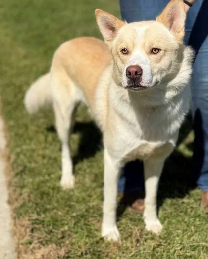 A young large-sized male Siberian Husky dog named Yeti for adoption in Washington, DC