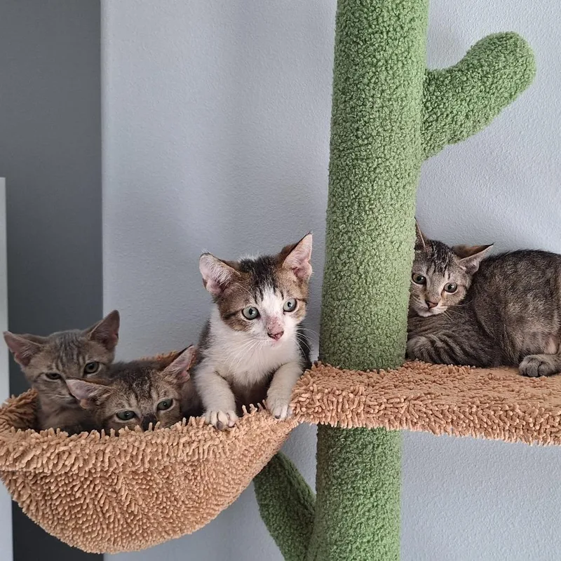 A young small-sized female Brown / Chocolate Domestic Short Hair cat named Zelda Houston for adoption in Denver, CO