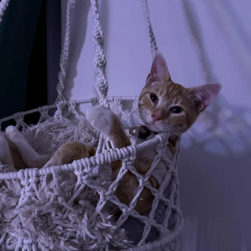 A young large-sized male Domestic Short Hair cat named Cheeto for adoption in Miami, FL