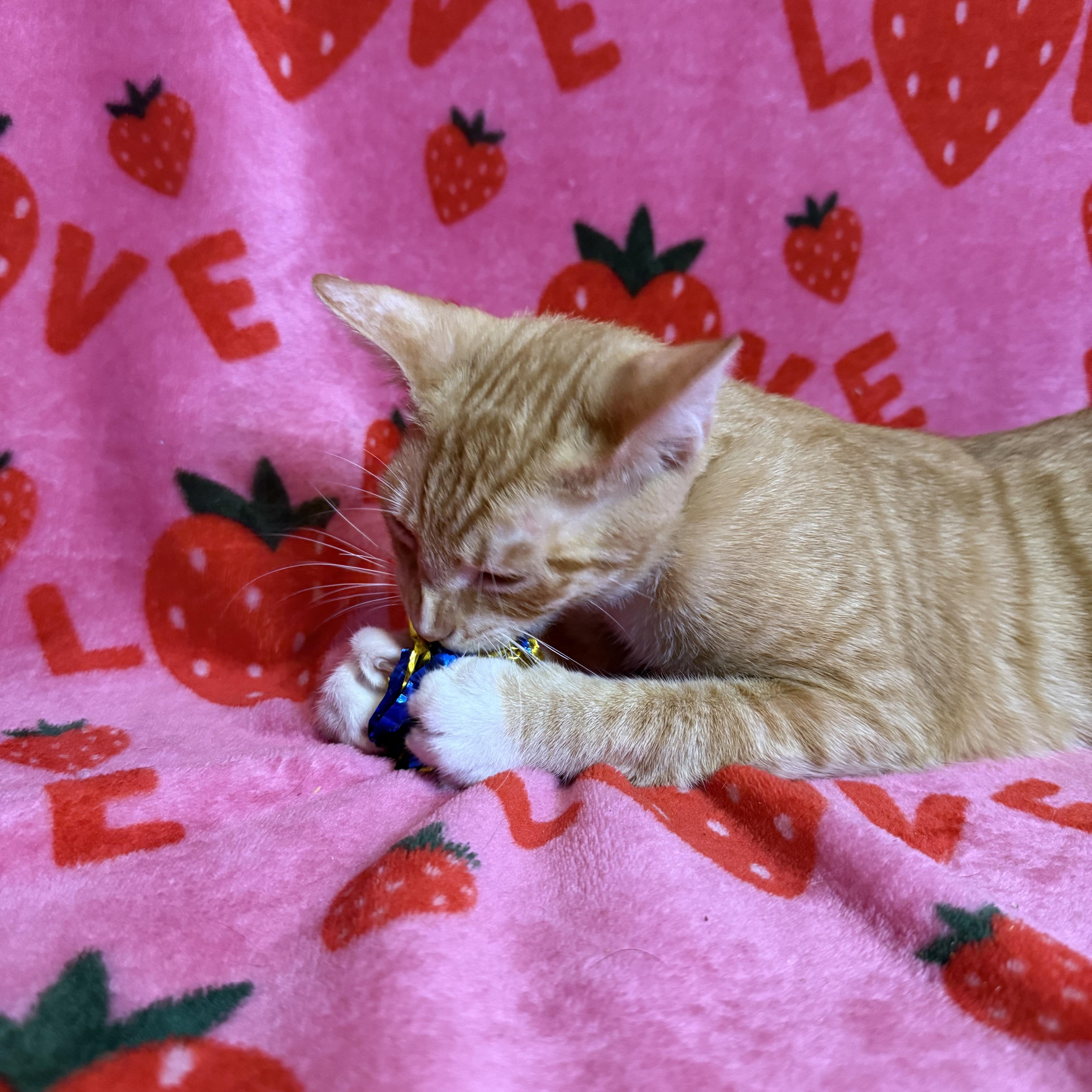 Cheeto thumbnail 5