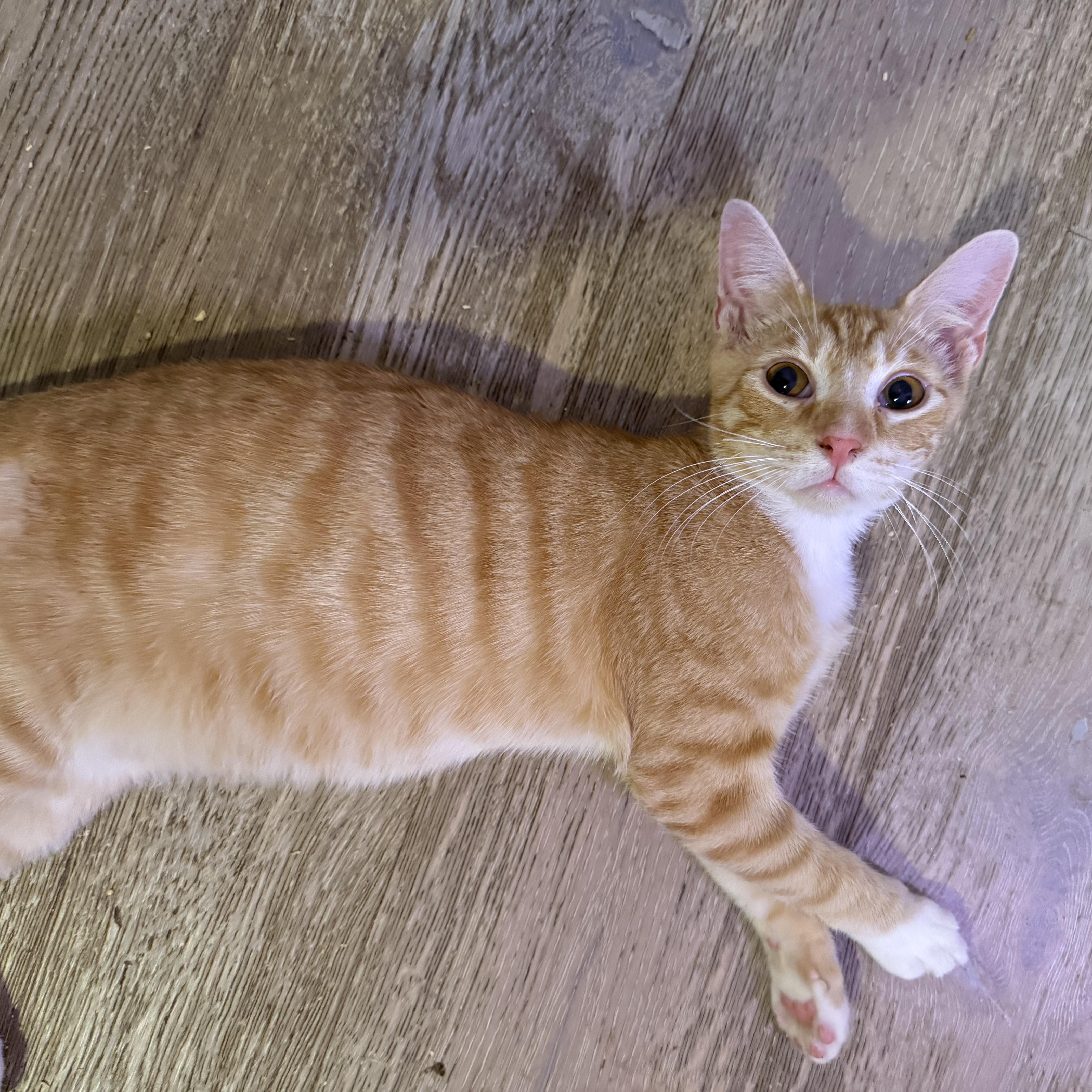 Cheeto thumbnail 6