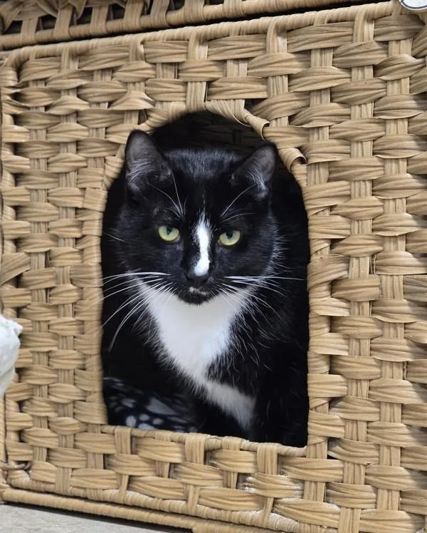 An adult medium-sized female Domestic Short Hair cat named Penelope for adoption in Vancouver, WA