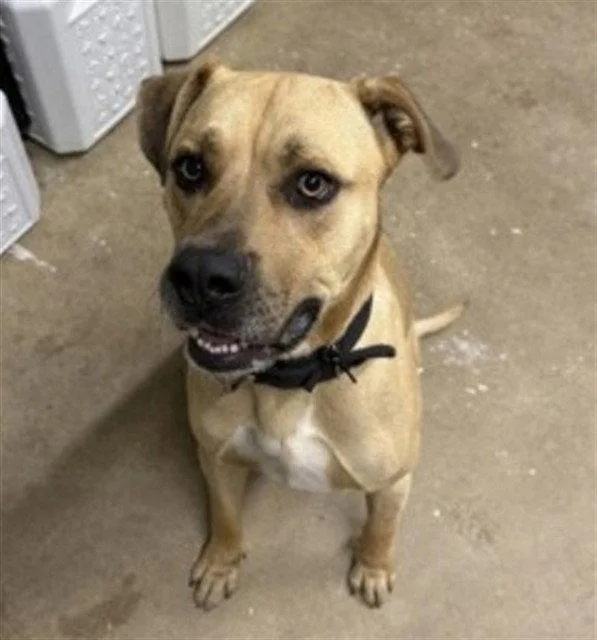 An adult large-sized male Black Mouth Cur dog named Snoop for adoption in Tavares, FL