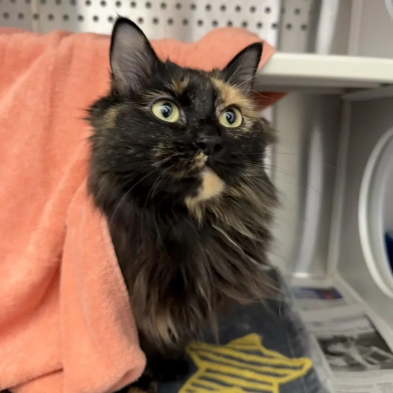 An adult large-sized female Torbie Domestic Long Hair cat named Sarabi for adoption in Pittsburgh, PA