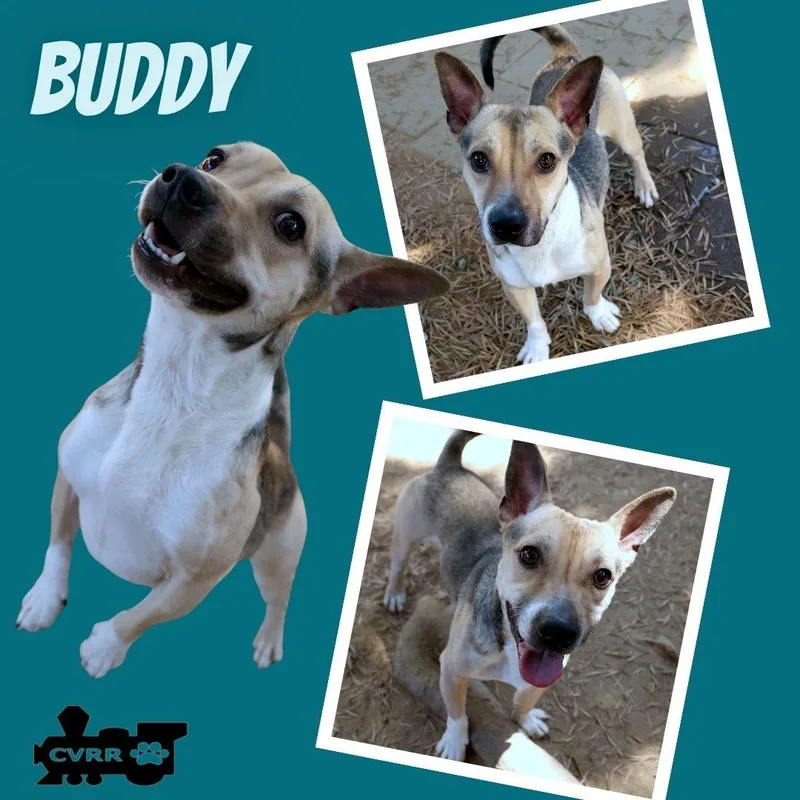 An adult small-sized male Corgi dog named Buddy for adoption in LINDSAY, CA