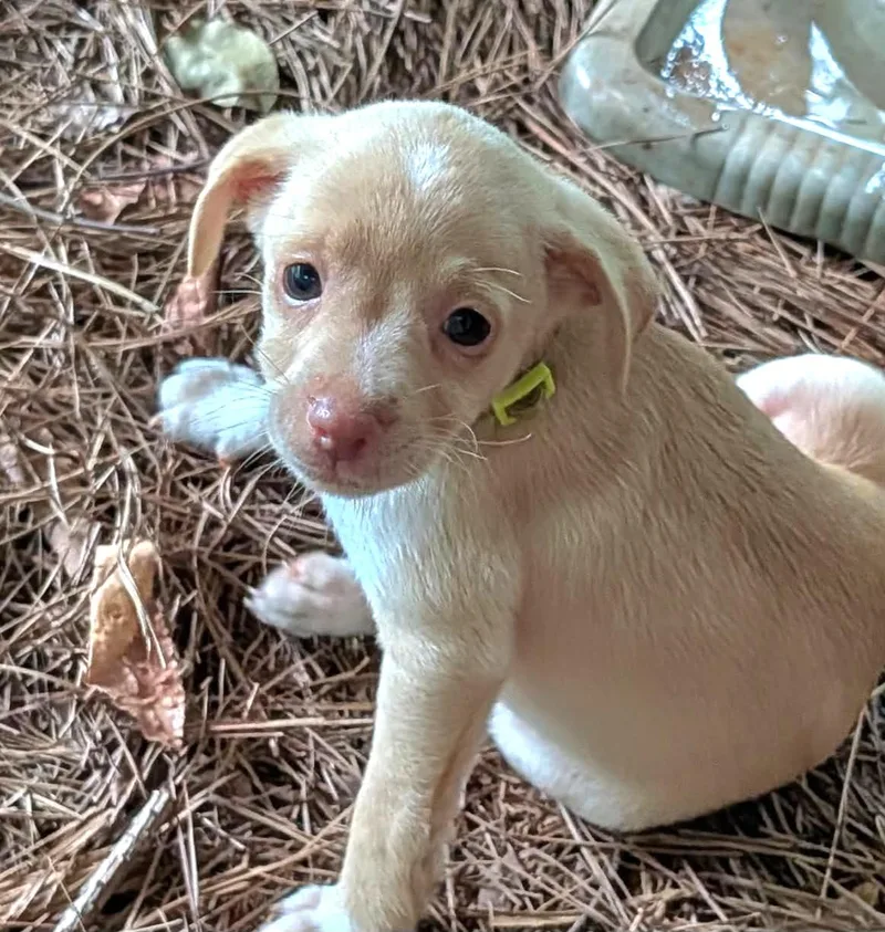 A baby small-sized male Apricot / Beige Miniature Pinscher dog named Romeo for adoption in Milledgeville, GA