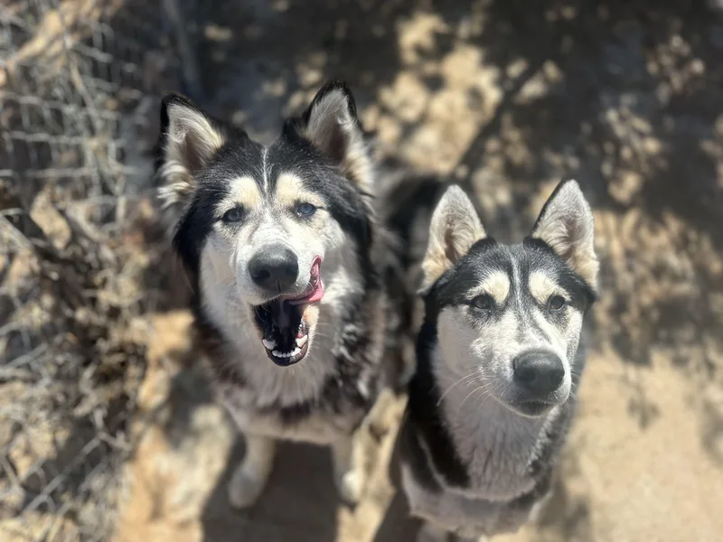 An adult medium-sized female Husky dog named Storm Is A Great for adoption in Studio City, CA