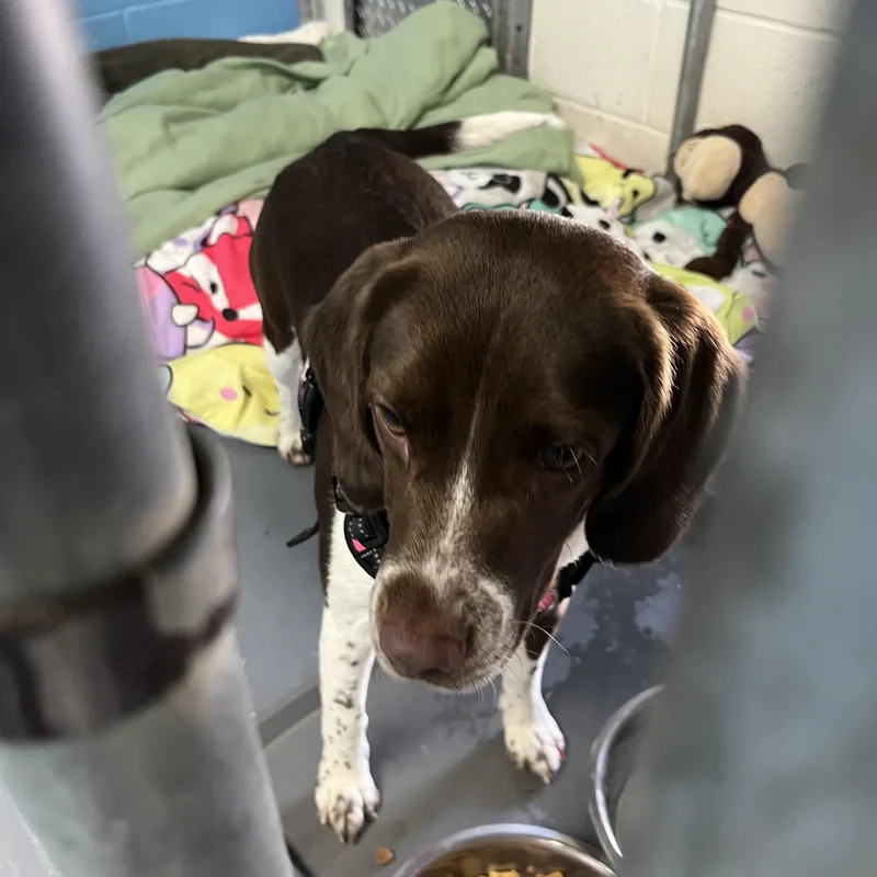 A young medium-sized female Bicolor Beagle dog named Cookie for adoption in Pompton Plains, NJ