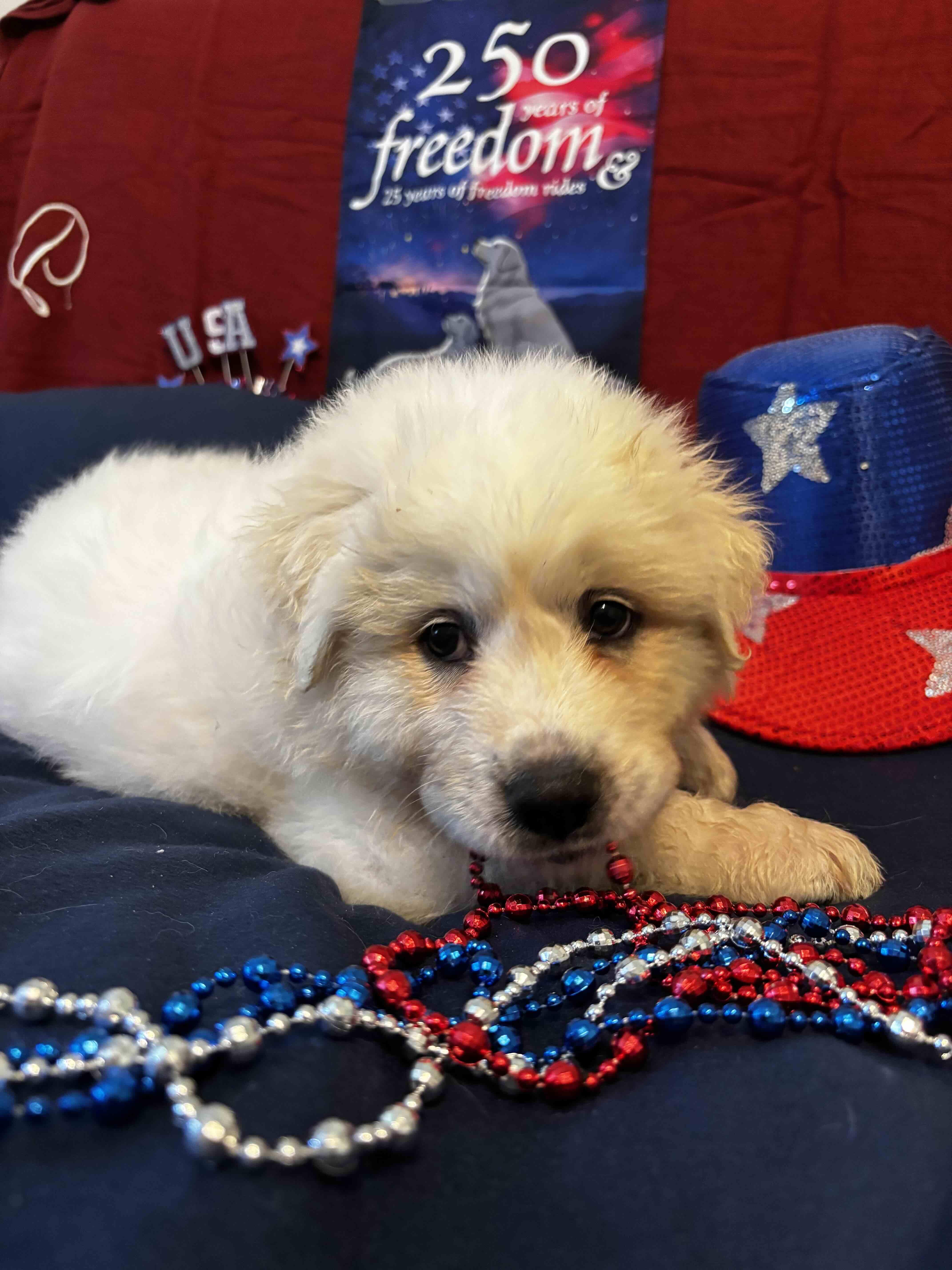 A baby large-sized female Great Pyrenees dog named Freedom DFW of the for adoption in Quinlan, TX