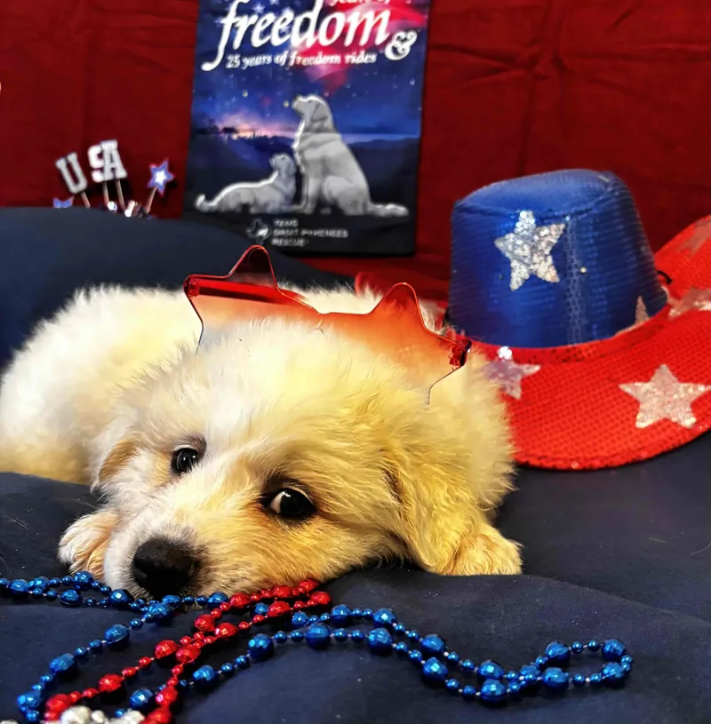 Freedom DFW of the thumbnail 2